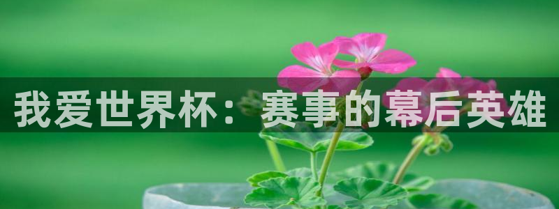 世界杯预选赛排名：我爱世界杯：赛事的幕后英雄