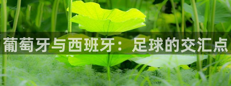 2006年世界杯冠军：葡萄牙与西班牙：足球的交汇点